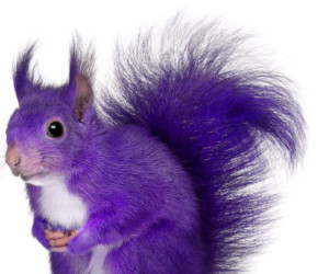 half a purple squirrel