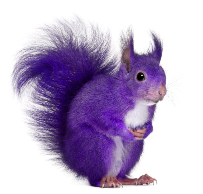 purple squirrel